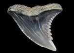 Hemipristis Shark Tooth Fossil - Virginia #71119-1